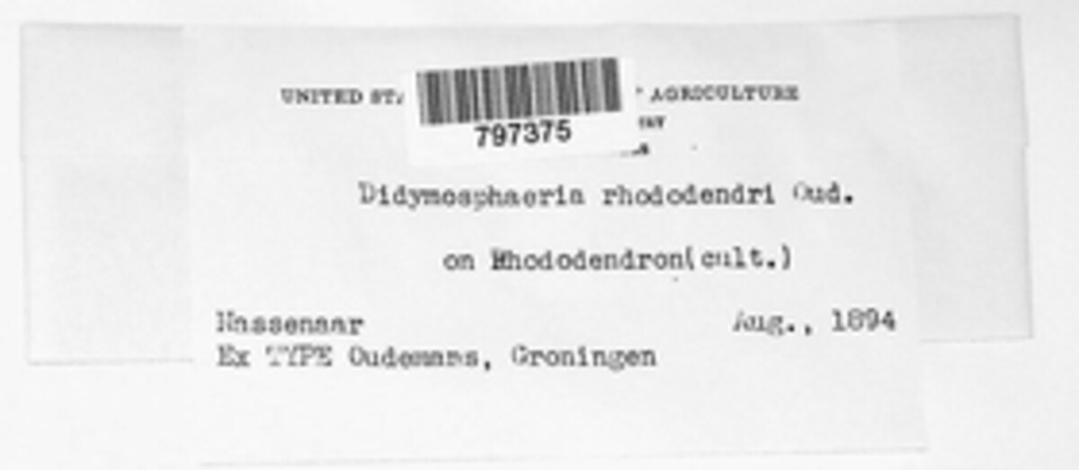Didymosphaeria rhododendri image